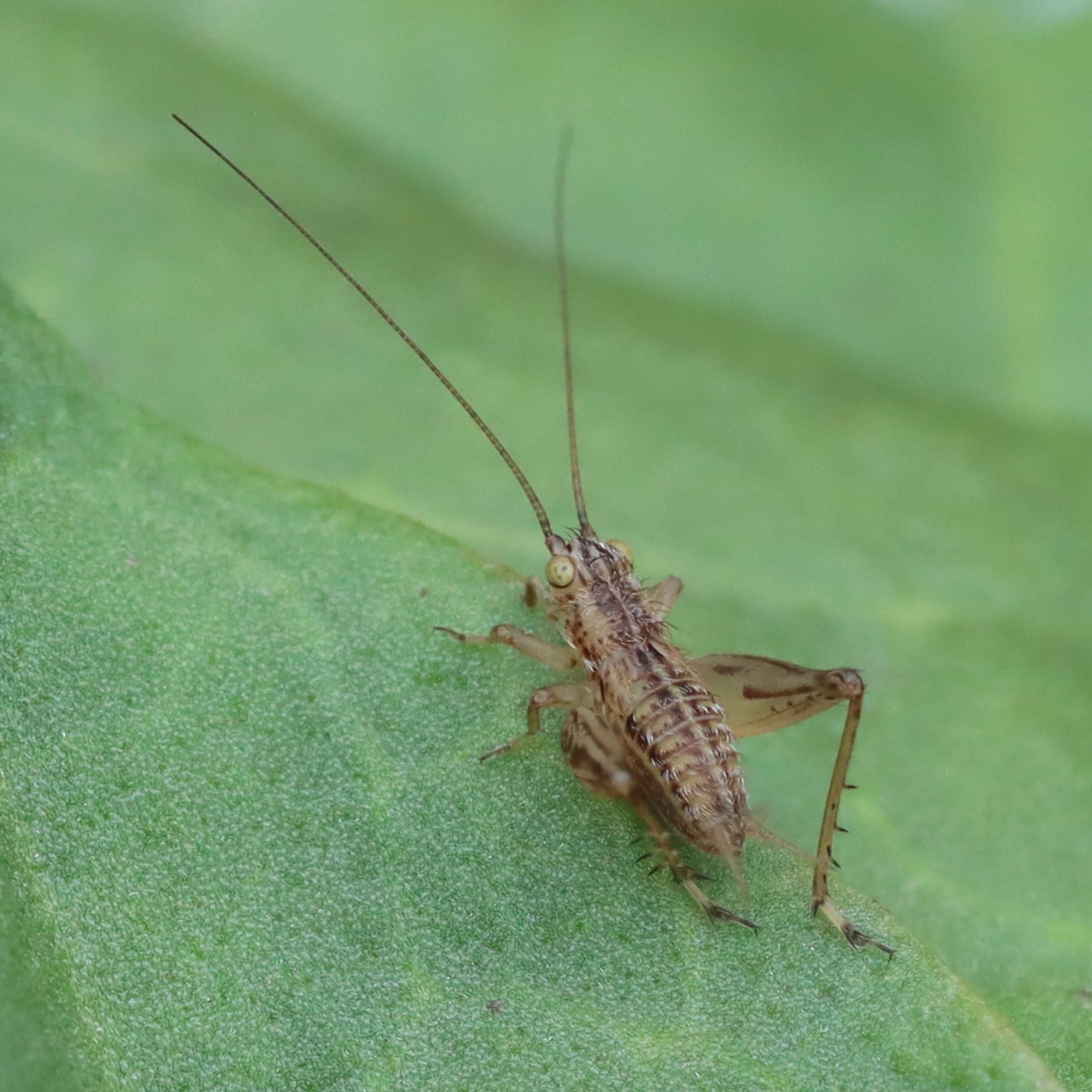 カヤヒバリの記録